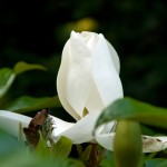 crw_0946