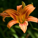 crw_0959